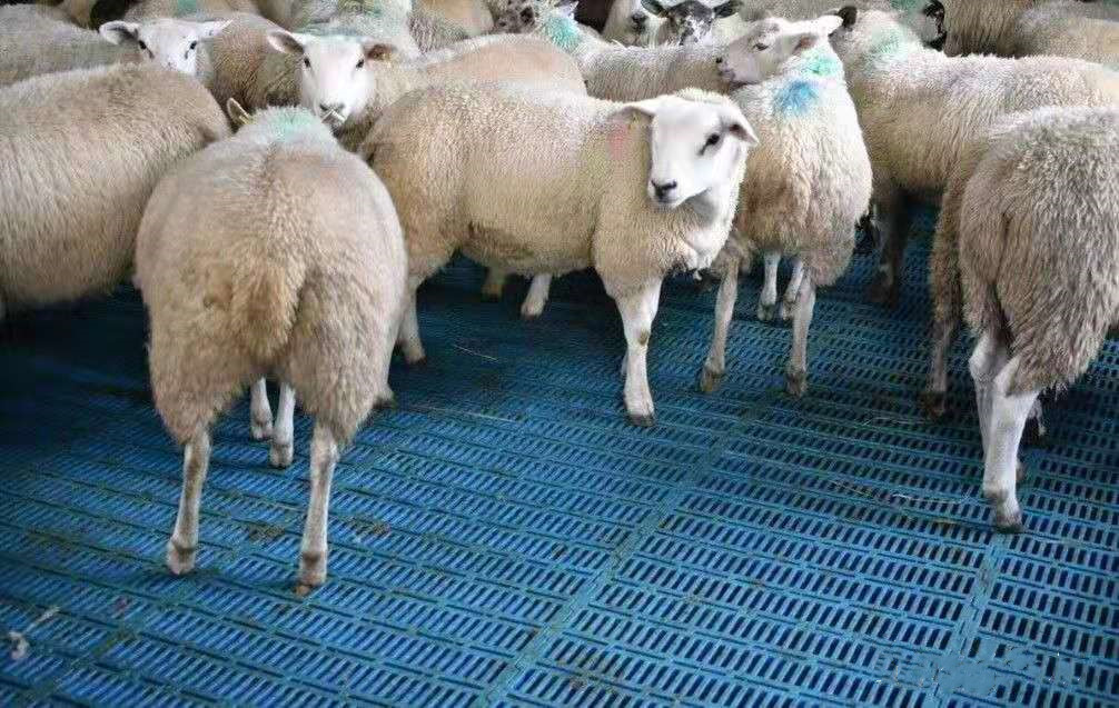 Dernière affaire concernant ferme de 1000 moutons en Grande-Bretagne