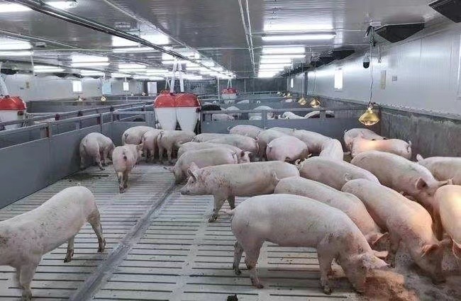 Dernière affaire concernant ferme de porc de l'engraissement 3000 en Russie