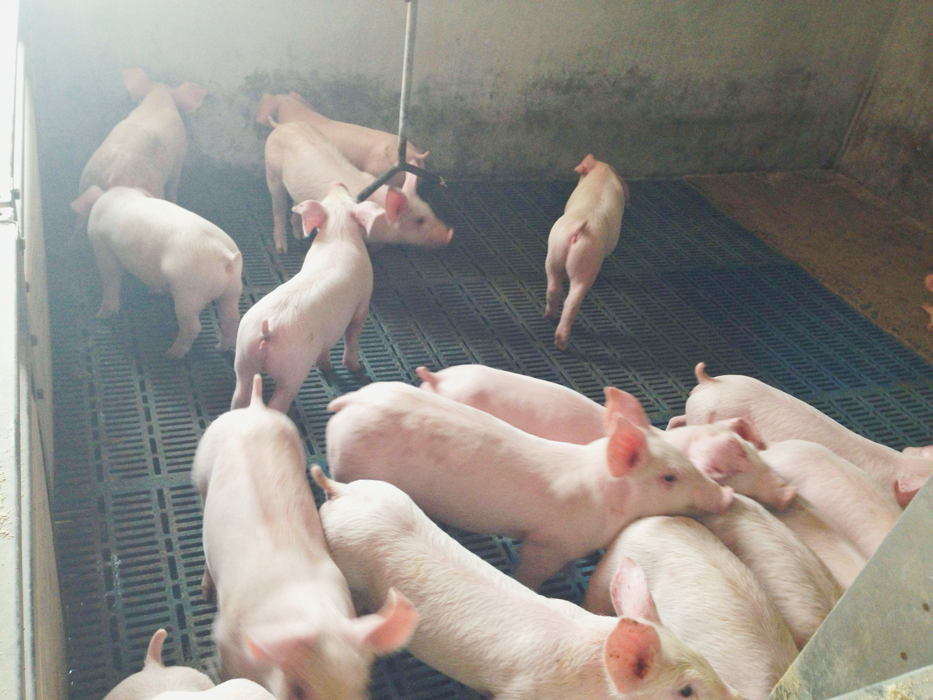Dernière affaire concernant ferme 1500 de porc de sevrage en Colombie