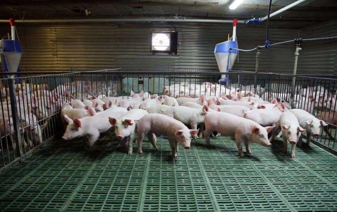 Dernière affaire concernant ferme 2000 de porc d'engraissement au Vietnam