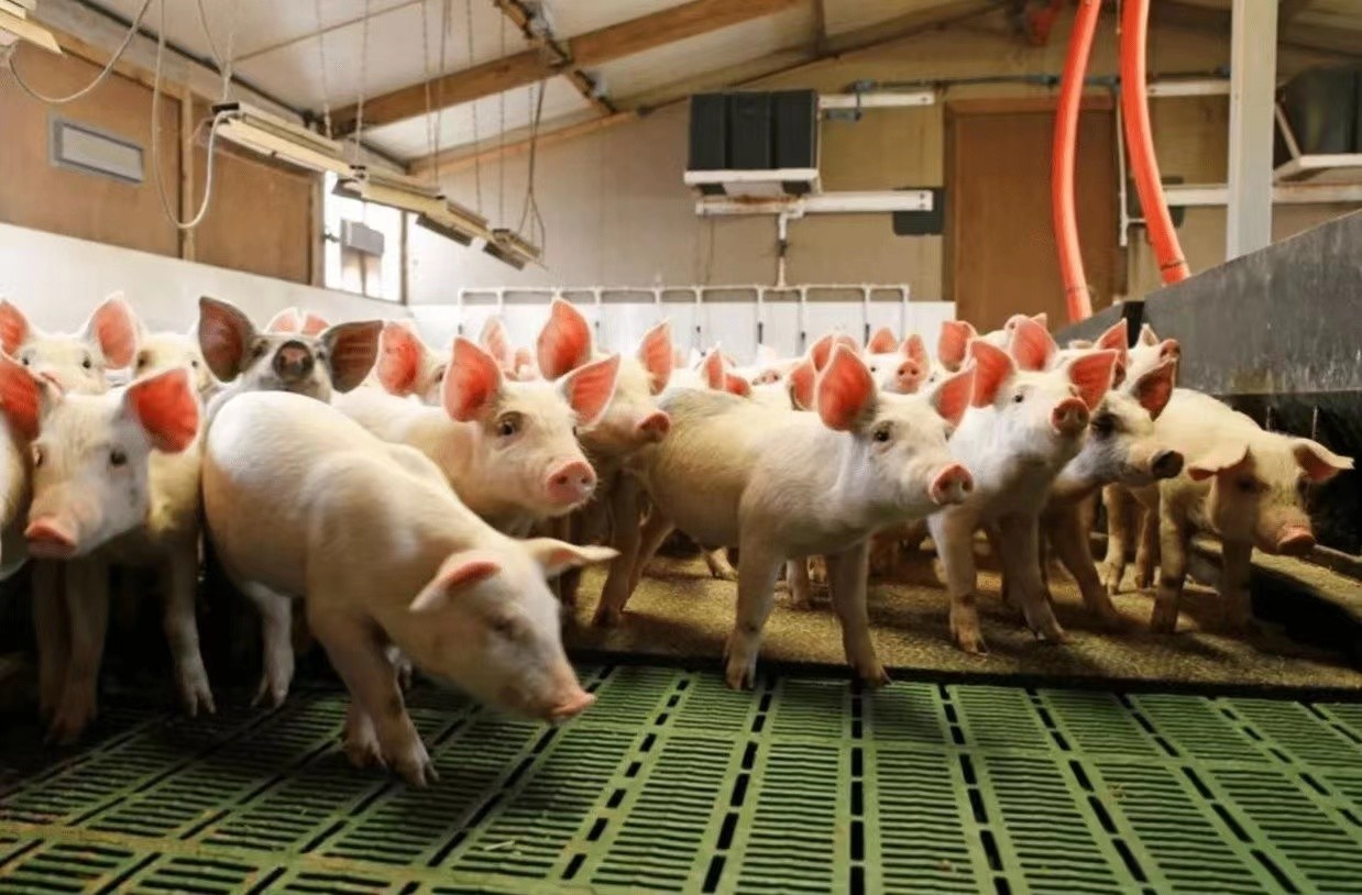 Dernière affaire concernant ferme 2000 de porc de crèche en Italie