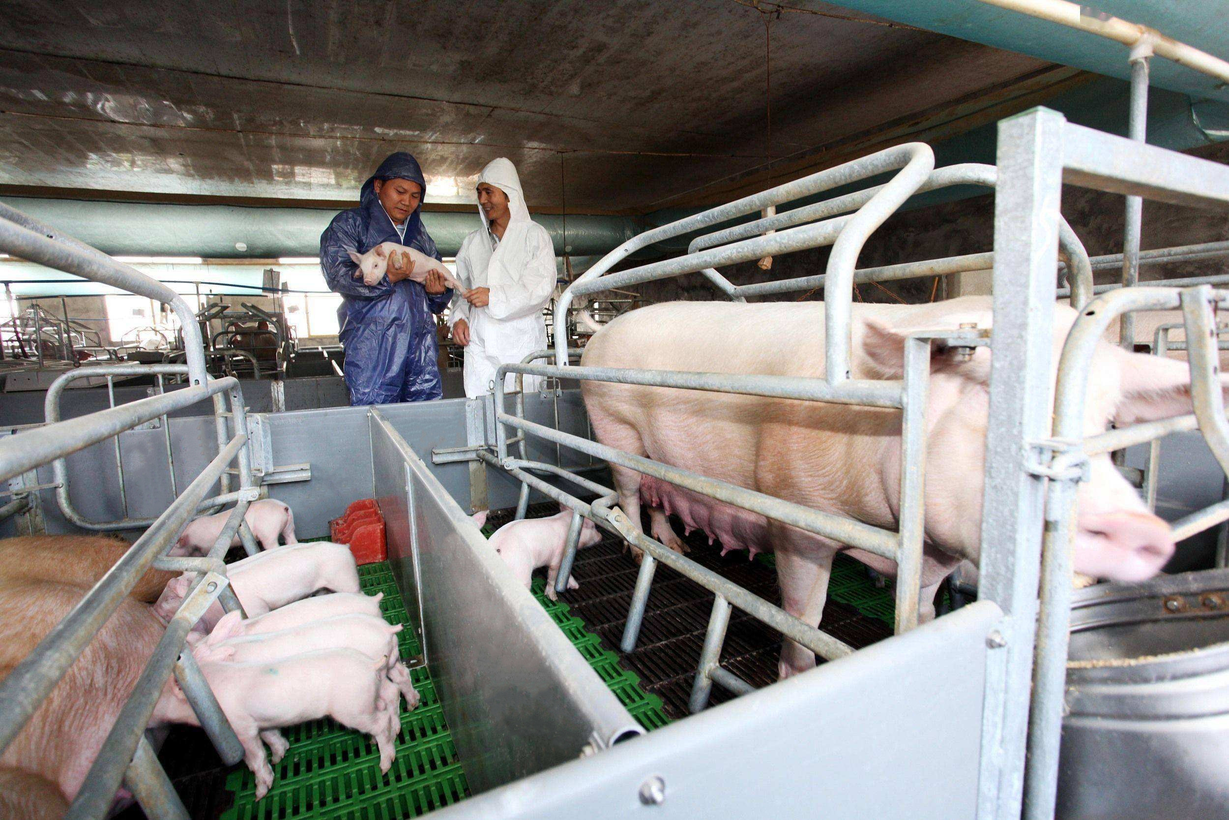 Dernière affaire concernant 1000 truies cultivent en Chine