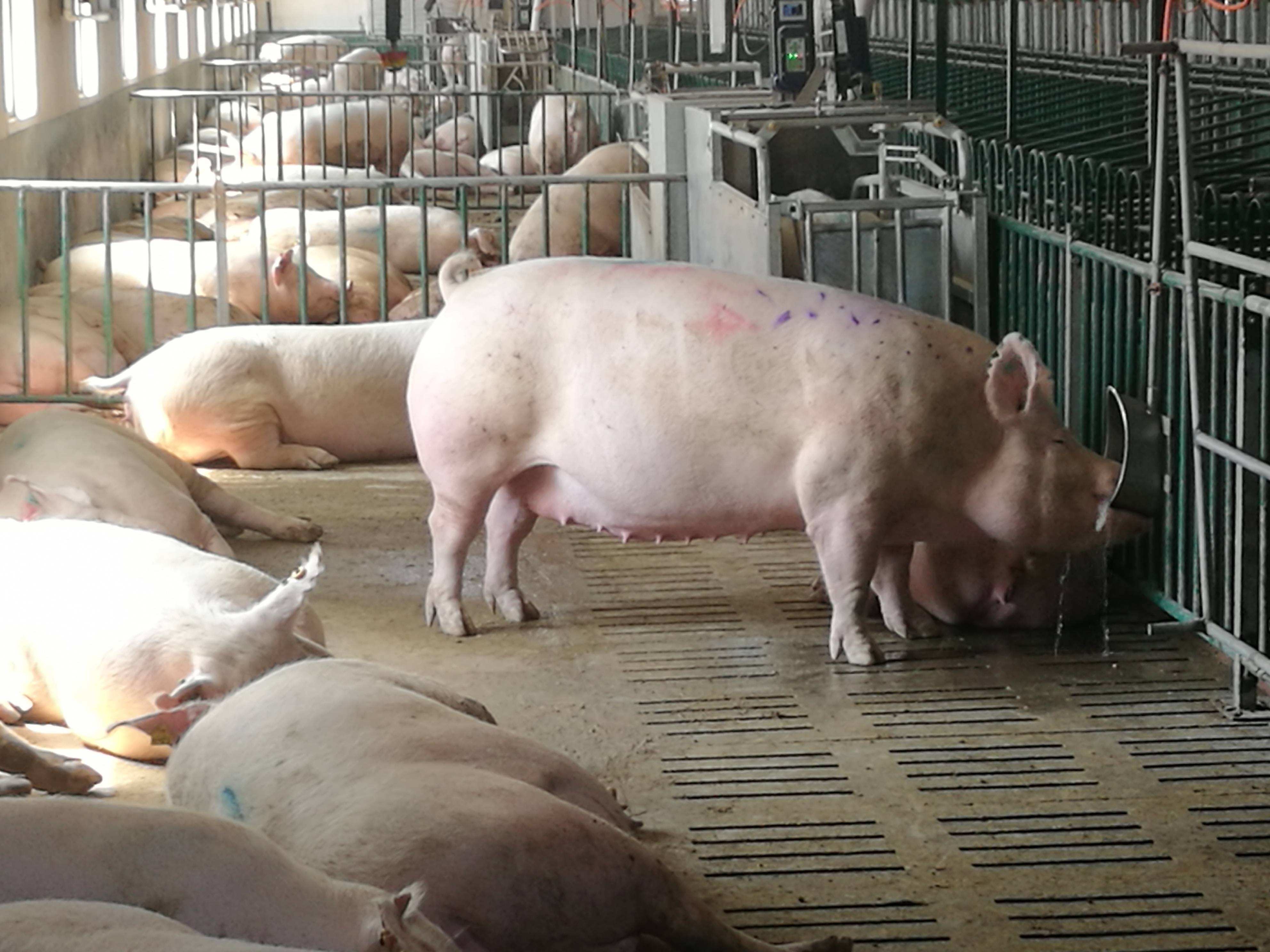 Dernière affaire concernant ferme de porc 2500 de finition dans Thailland