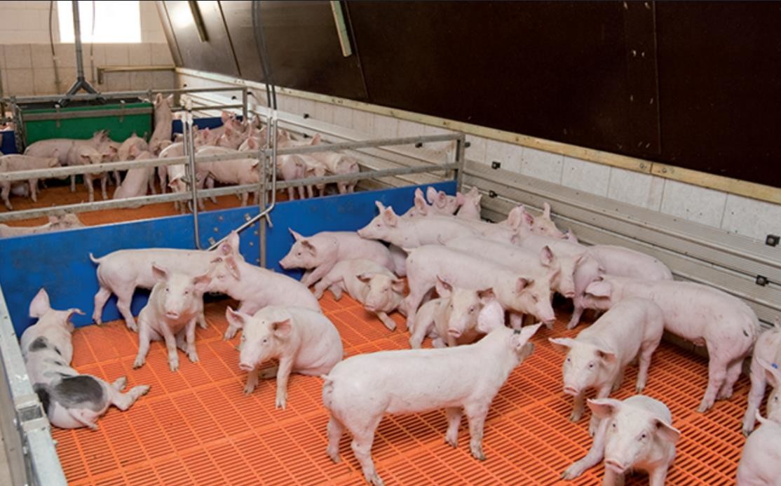 Dernière affaire concernant Ferme 1000 de porc d'engraissement en Allemagne