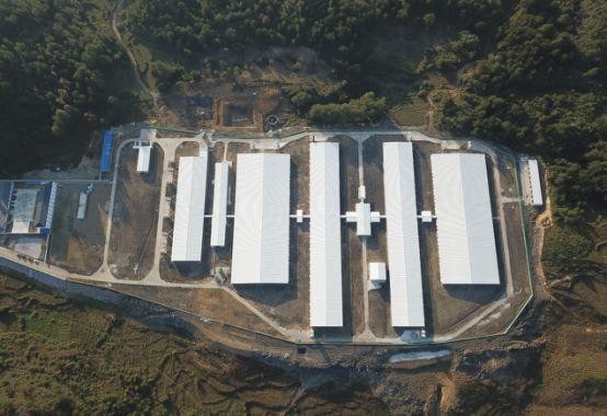 Dernière affaire concernant 500 truies cultivent aux Philippines