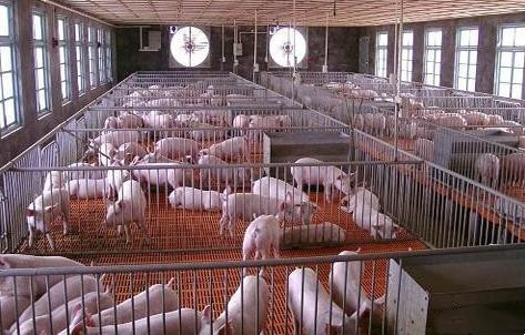 Dernière affaire concernant Ferme de porc de 2800 crèches aux Philippines