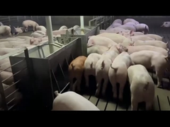 Le conducteur automatique d'acier inoxydable d'agriculture pour des porcs accaparent l'anti rouille